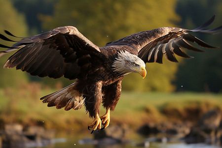 飞翔的野生海鹰图片