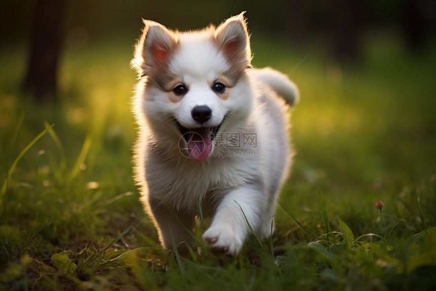 快乐小白狗在草地上奔跑图片