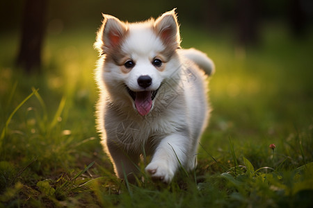 快乐小白狗在草地上奔跑图片