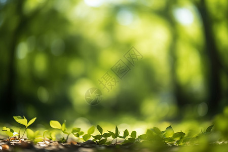夏日森林的绿意背景图片
