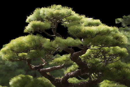 松树盆栽植物背景图片