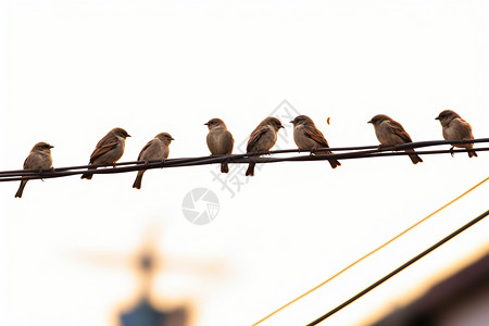 鸟电线铁杆上的麻雀背景