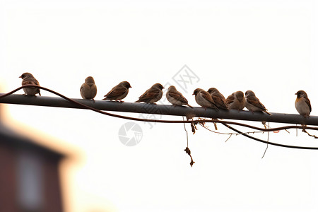 电线上的麻雀电线上的小鸟背景