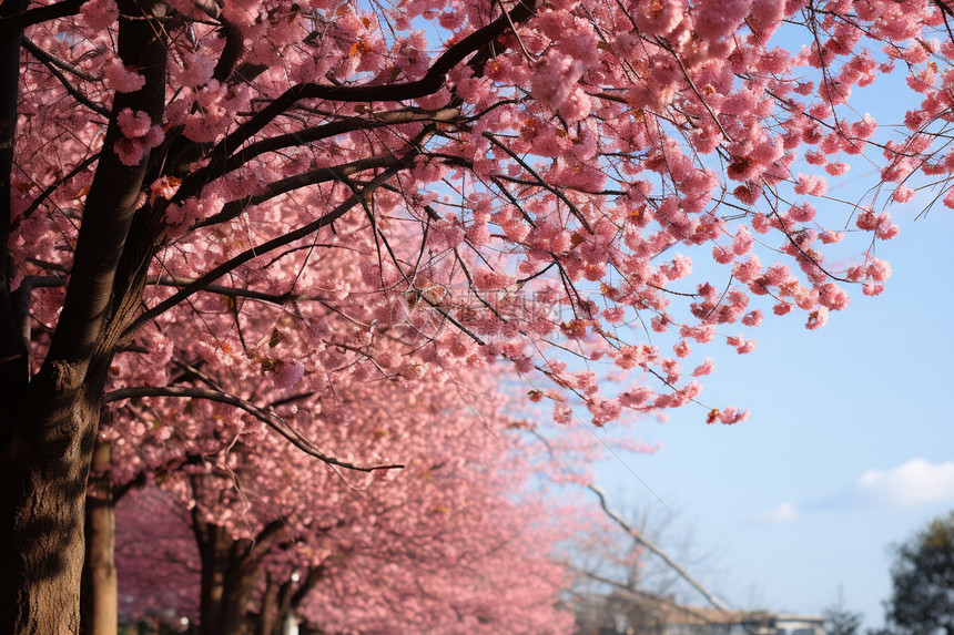 树木上绽放的樱花图片