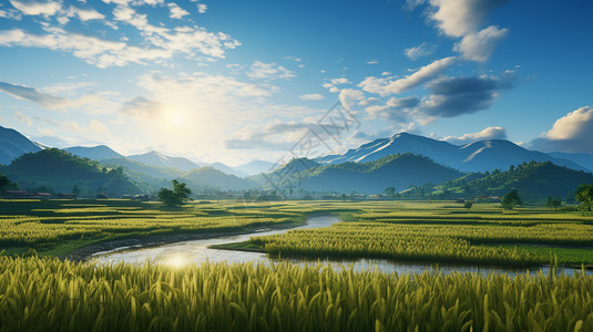 蓝天下的水稻田图片