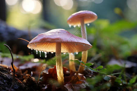 森林里多个蘑菇背景图片