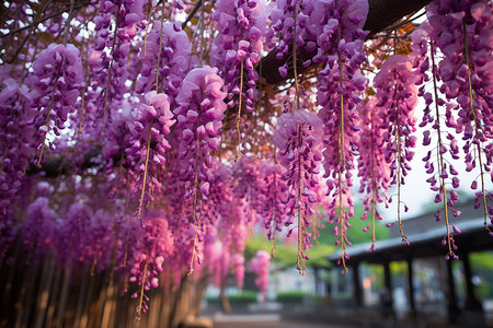 公园中挂满的紫藤花背景图片