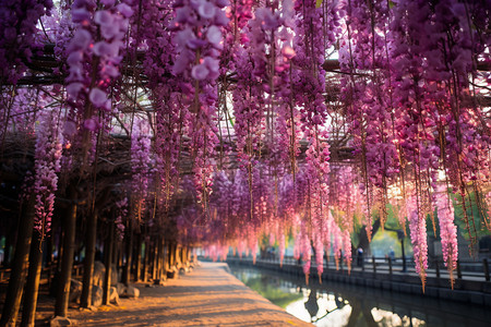 下坠挂满院子的紫藤花背景