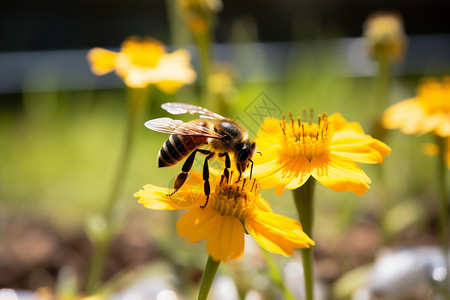 忙碌的小蜜蜂高清图片