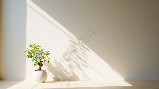 盆栽植物背景图片
