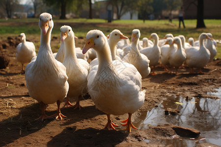水岸边一群白色鸭子背景图片