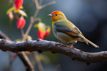 可爱的羽毛鸟儿停在红花树枝上背景