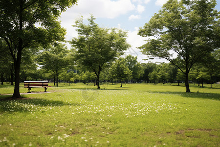 绿地草坪绿色的公园草地背景