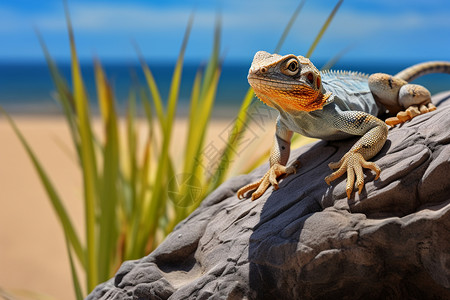 热带沙漠岩石上栖息着一只蜥蜴背景