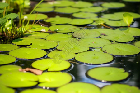 池塘上漂浮着的叶子图片