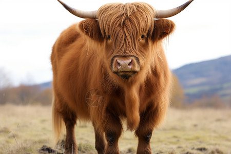 草地上站着一头长角的棕色高地牛背景