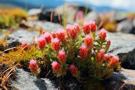 粉色标题高山上的一株植物中文标题：高山夏日之美背景