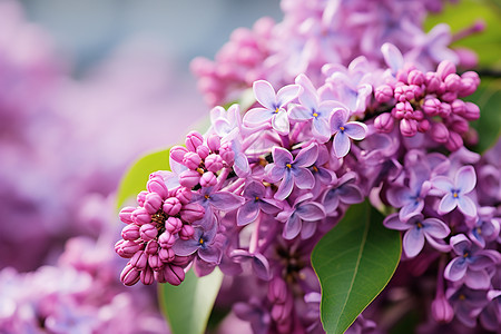春天里的紫色花海图片