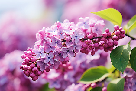 紫丁香花的图高清图片