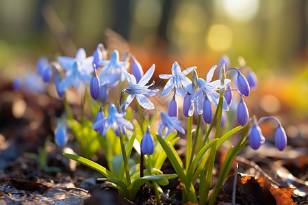 森林中一簇蓝色鲜花背景图片
