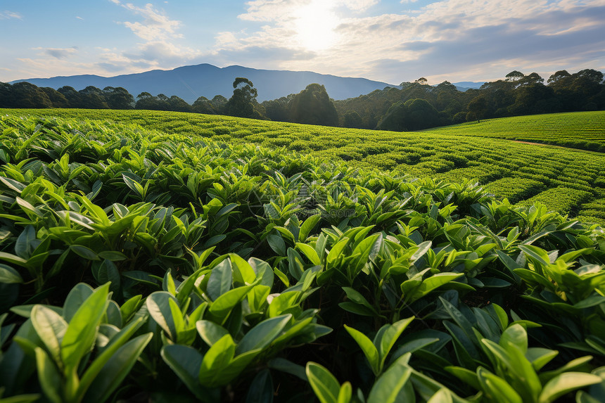 清晨山间宁静的茶田图片