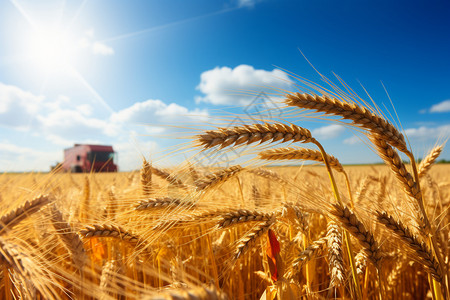 金黄色麦麦束麦田中成熟的麦子背景