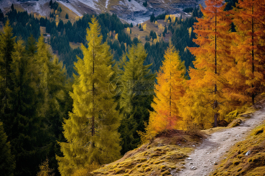 秋季金黄色的山林景观图片
