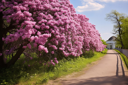 散步道路旁的鲜花背景图片