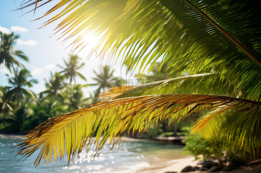 阳光照耀的椰子树图片