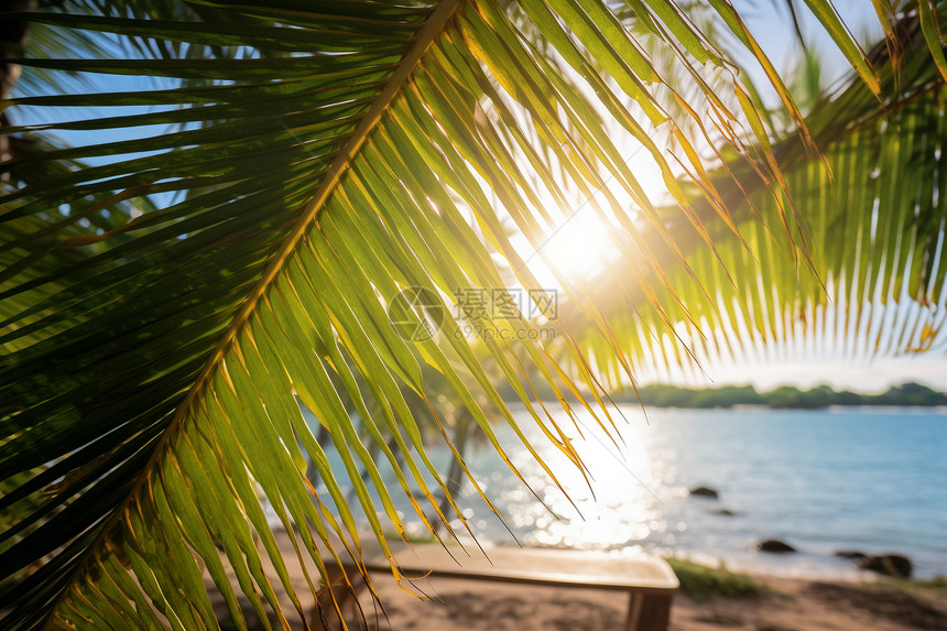 海滩旁的椰子树图片