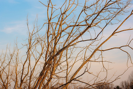 自然荒野的枯树背景图片