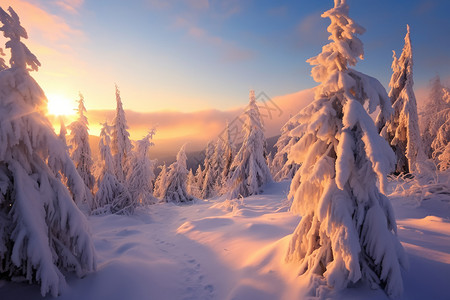 冬日森林的树木高清图片