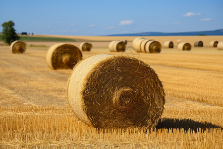 小麦卷户外农场里的草卷背景