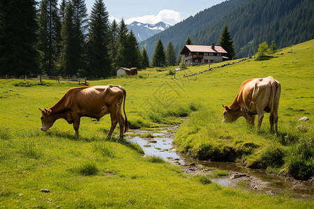 山间放牧的牛群图片