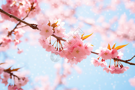 美丽的樱花花朵图片
