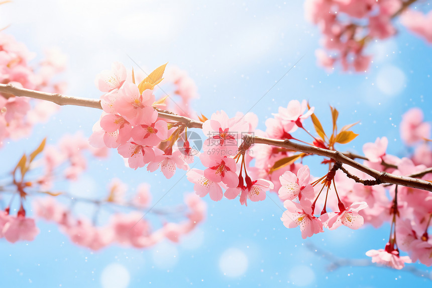 春季公园中盛开的樱花图片
