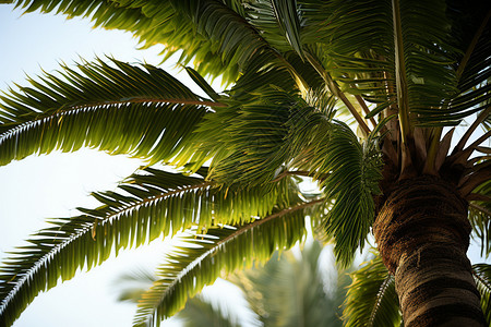 翠绿椰子树翠绿的棕榈树背景