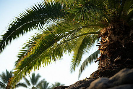 翠绿椰子树夏季棕榈树的自然景观背景