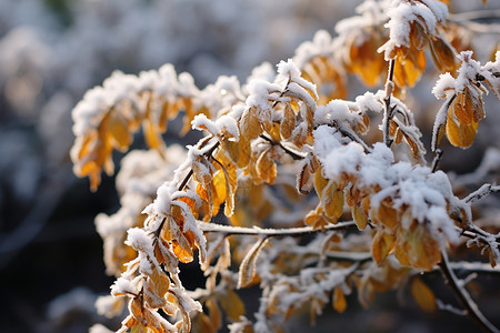 冬天覆盖着雪的黄叶图片