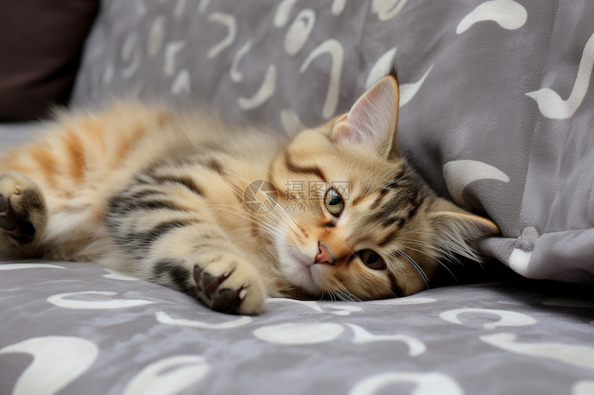 沙发上可爱的小猫图片