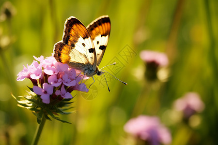 美丽的蝴蝶和花朵图片