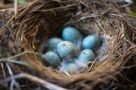 蓝色的鸟蛋图片