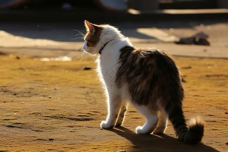 阳光下的猫阳光下城市街头与猫背景