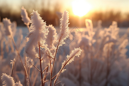 冬日林间的雪景高清图片