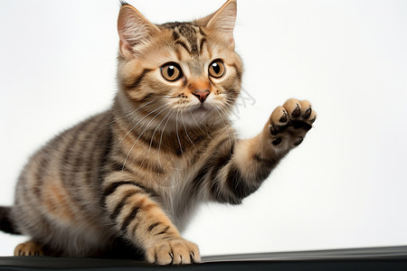 猫咪跳跃猫咪伸出爪子背景
