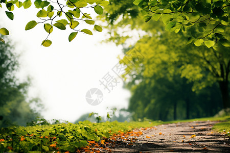 小素材树叶季节更替的自然画卷背景