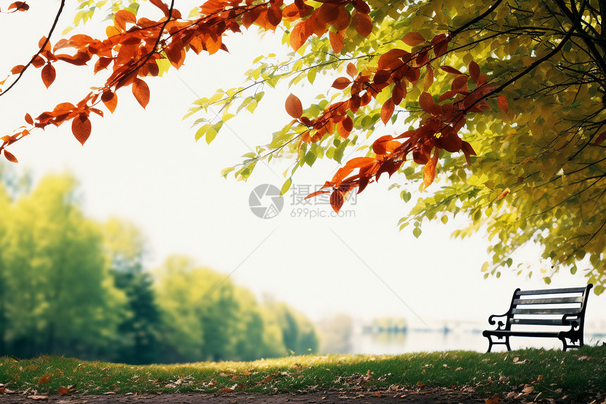 秋日枫叶下的公园图片