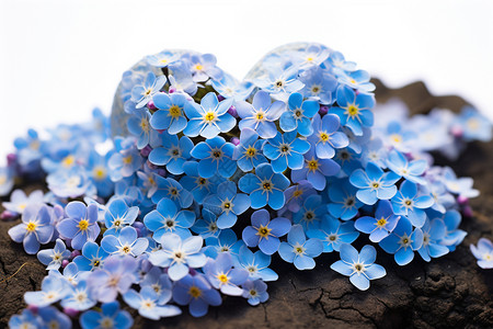 美丽的蓝色花卉背景图片