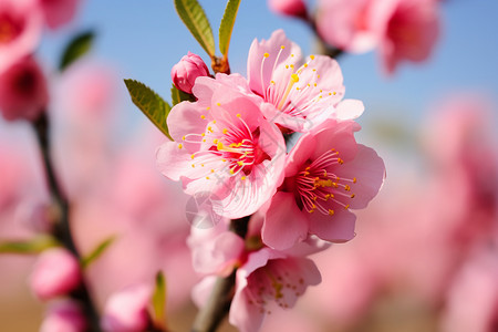 春日的桃花树上盛开绽放的花朵图片