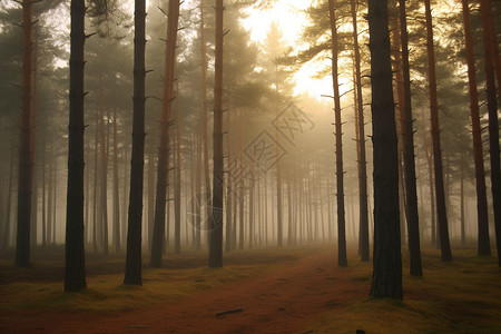 森林秘境图片